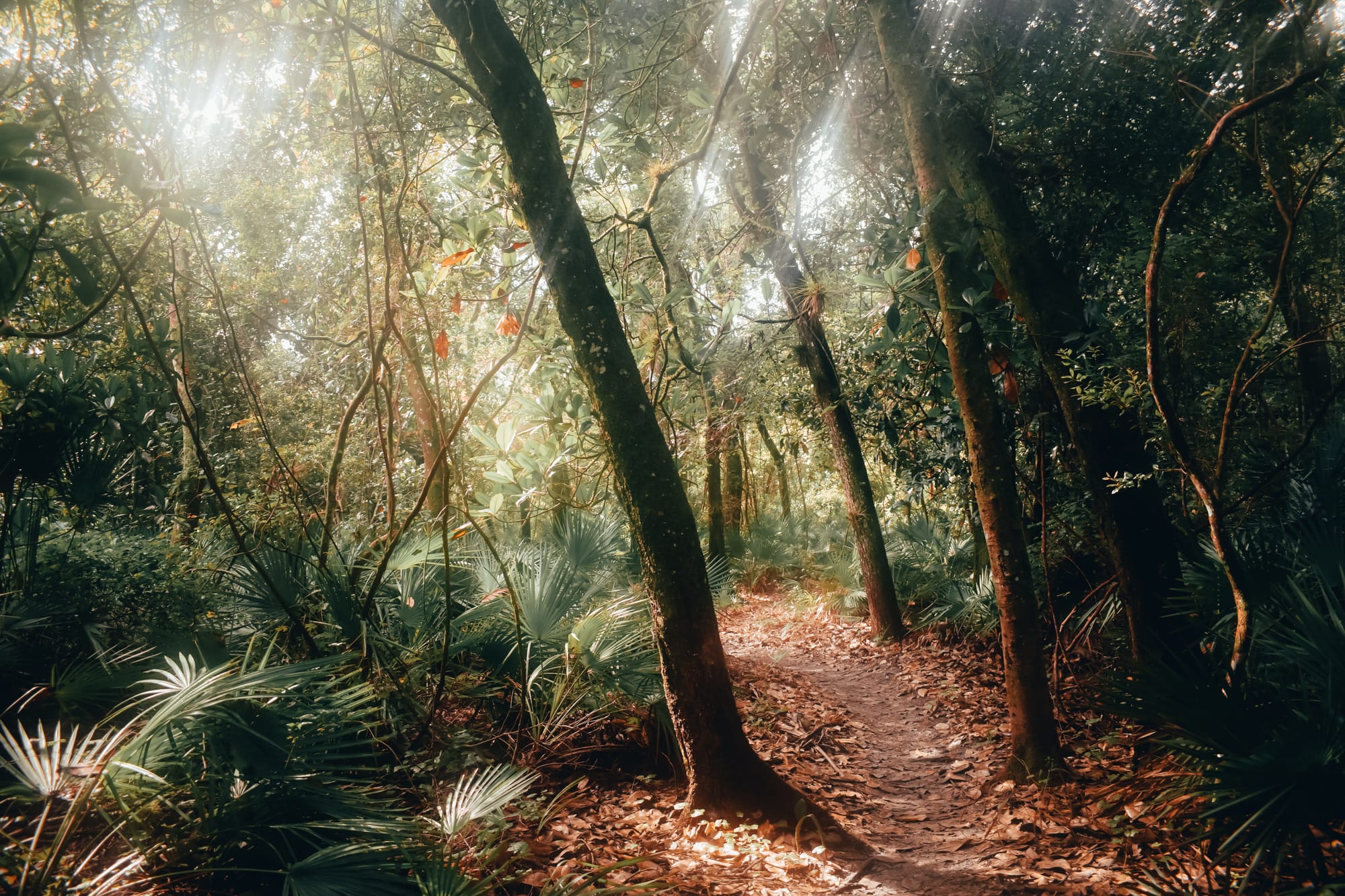 Sunlight streaming through trees onto a forest path